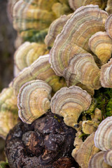 Violet-toothed polypore (Trichaptum biforme) growing on a log