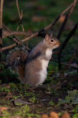 Naklejka na ściany i meble szara wiewiórka w parku