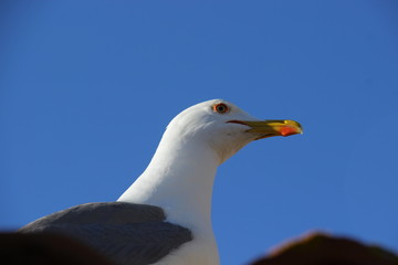 Seagull on a background of blue sky