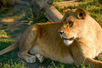Gros plan d'une lionne se reposant sur un tronc d'arbre