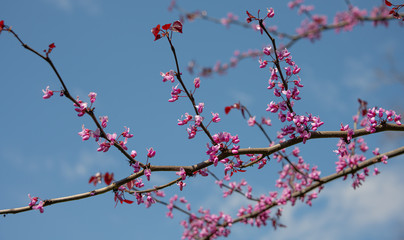 Pink Cherry Blossoms in Spring