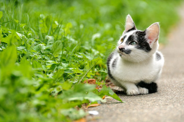 Little funny kitten sits on the road against a background of grass. Selective focus Blurred background.