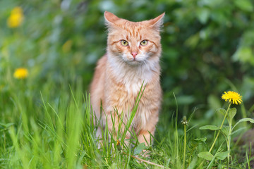 Naklejka na ściany i meble Cat in the grass of red color. Summer or spring season. Selective focus on the eyes.