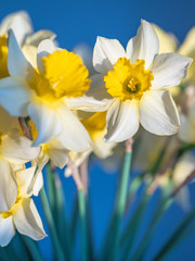 narcissus with white petals on sky background