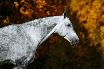 Grey  RHLD breed horse  standing in the field. Exterior photo, breed body type.