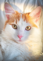 portrait of white-orange kitty cat in close up view