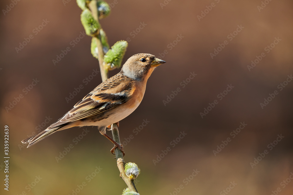 Sticker Female brambling (Fringilla montifringilla) in winter