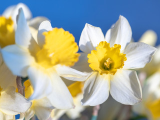 white narcissus with blue background