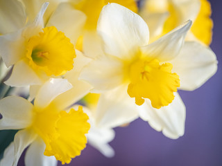 Fototapeta na wymiar close up view to narcissus withwhite petals
