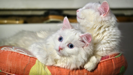 Two white cats lie on a pillow