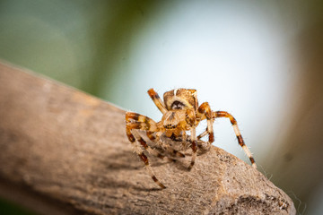 Cross spider at the flower