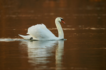 Obraz premium Mute swan, Cygnus olor, swiming.