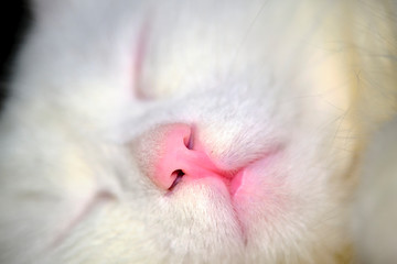 White cat sleeps close up