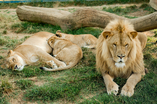 groupe de lions avec lionceau se reposant dans l'herbe