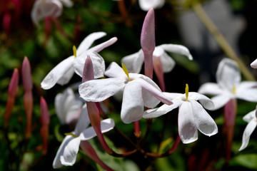 Closeup of beautiful freshly blooming jasmine flowers