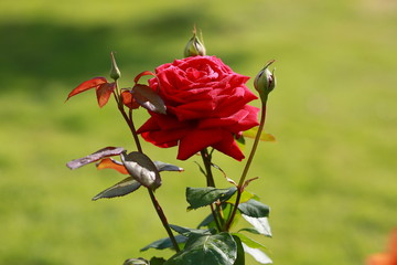 
Card. Beautiful red, scarlet rose in the garden on a sunny day. Copy space for text.