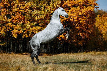 Runaway white grey stallion horse standing on its hind legs in autumn field - 335923433