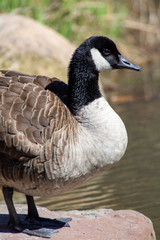 goose by pond