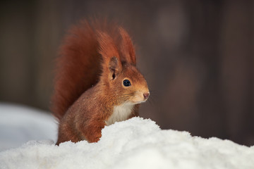 Beautiful European red squirrel.