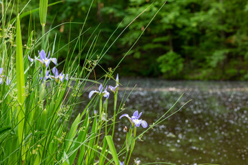 flowers next to pond