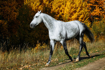 Obraz na płótnie Canvas Grey stallion horse walking in the field in late autumn. Animal in motion.
