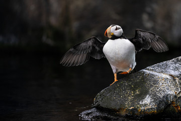 Horned Puffin