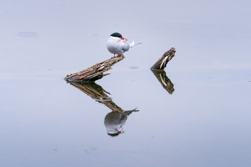 Arctic Tern