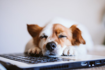 cute jack russell dog working on laptop at home feeling tired or sleepy. Stay home. Technology and lifestyle indoors concept
