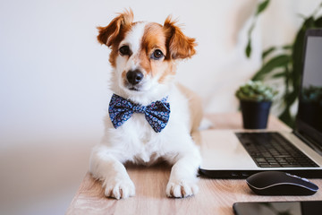 cute jack russell dog working on laptop at home. Elegant dog wearing a bow tie. Stay home. Technology and lifestyle indoors concept