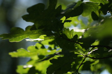 summer beautiful green oak leaves