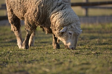 sheep with lamb on farm