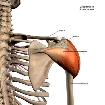 Deltoid Muscle Isolated in Posterior View Labeled Human Anatomy on White Background
