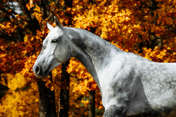Grey stallion horse walking in the field in late autumn. Animal in motion.