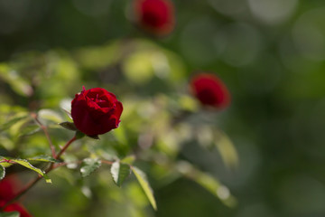 
Card. Beautiful red, scarlet rose in the garden on a sunny day. Copy space for text.