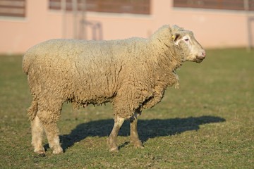 Fototapeta premium sheep with lamb on farm