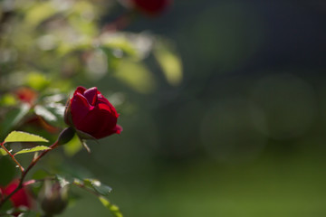 
Card. Beautiful red, scarlet rose in the garden on a sunny day. Copy space for text.