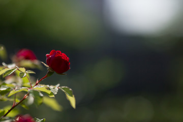 
Card. Beautiful red, scarlet rose in the garden on a sunny day. Copy space for text.