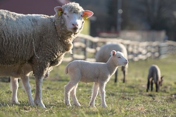 Obraz premium sheep with lamb on farm