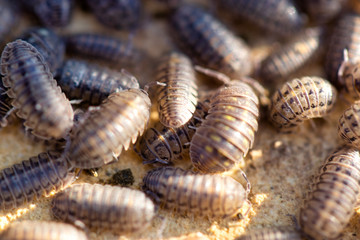 Common Rough Woodlouses (Porcellio scaber)