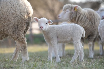 Naklejka na ściany i meble sheep with lamb on farm