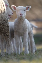 Obraz premium sheep with lamb on farm