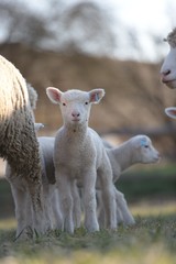 Fototapeta premium sheep with lamb on farm