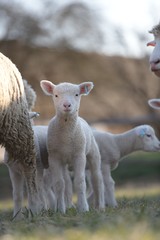 Fototapeta premium sheep with lamb on farm