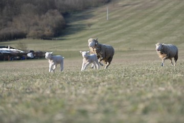 sheep with lamb on farm