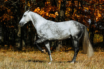 Obraz na płótnie Canvas Grey stallion horse performs Spanish walk in autumn field