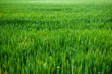 Green cultivation background at noon