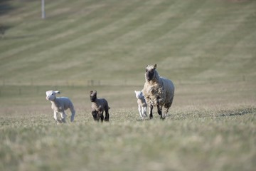 Fototapeta premium sheep with lamb on farm
