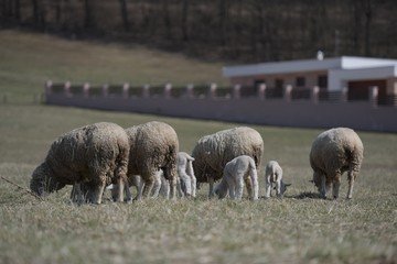 sheep with lamb on farm