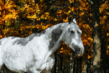 Beautiful gray horse head at autumn nature background with colorful fall foliage