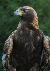 Golden Eagle closeup at raptor rehabilitation facility in Alabama.